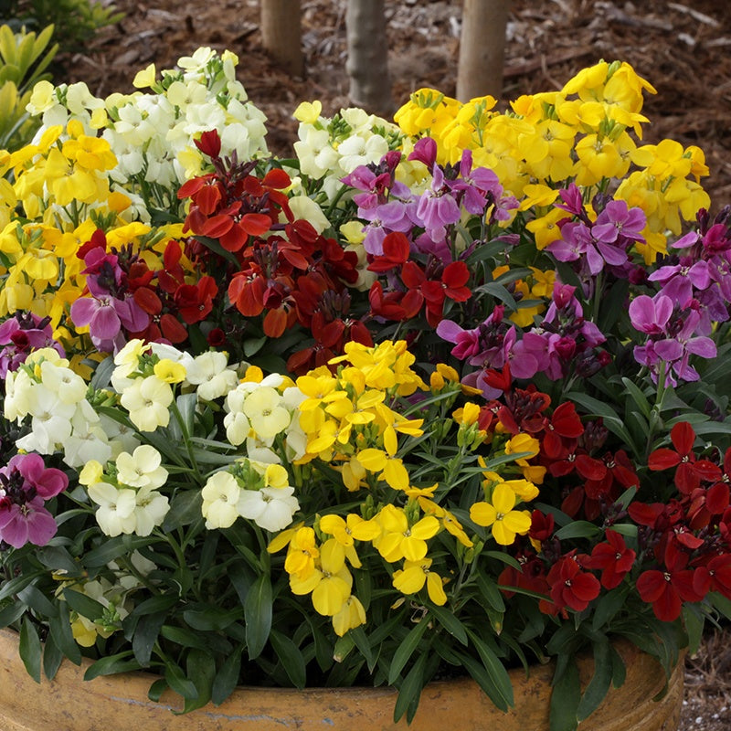 Wallflower Sugar Rush Mixed F1 Flower Plants