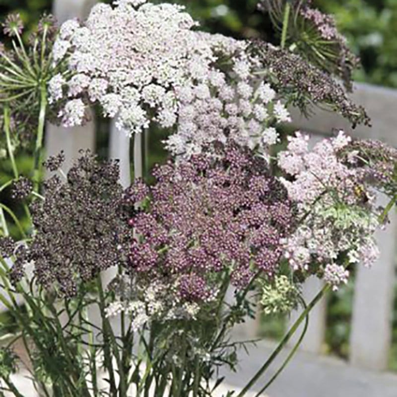 10 Young Plants Wild Carrot Flower Plants