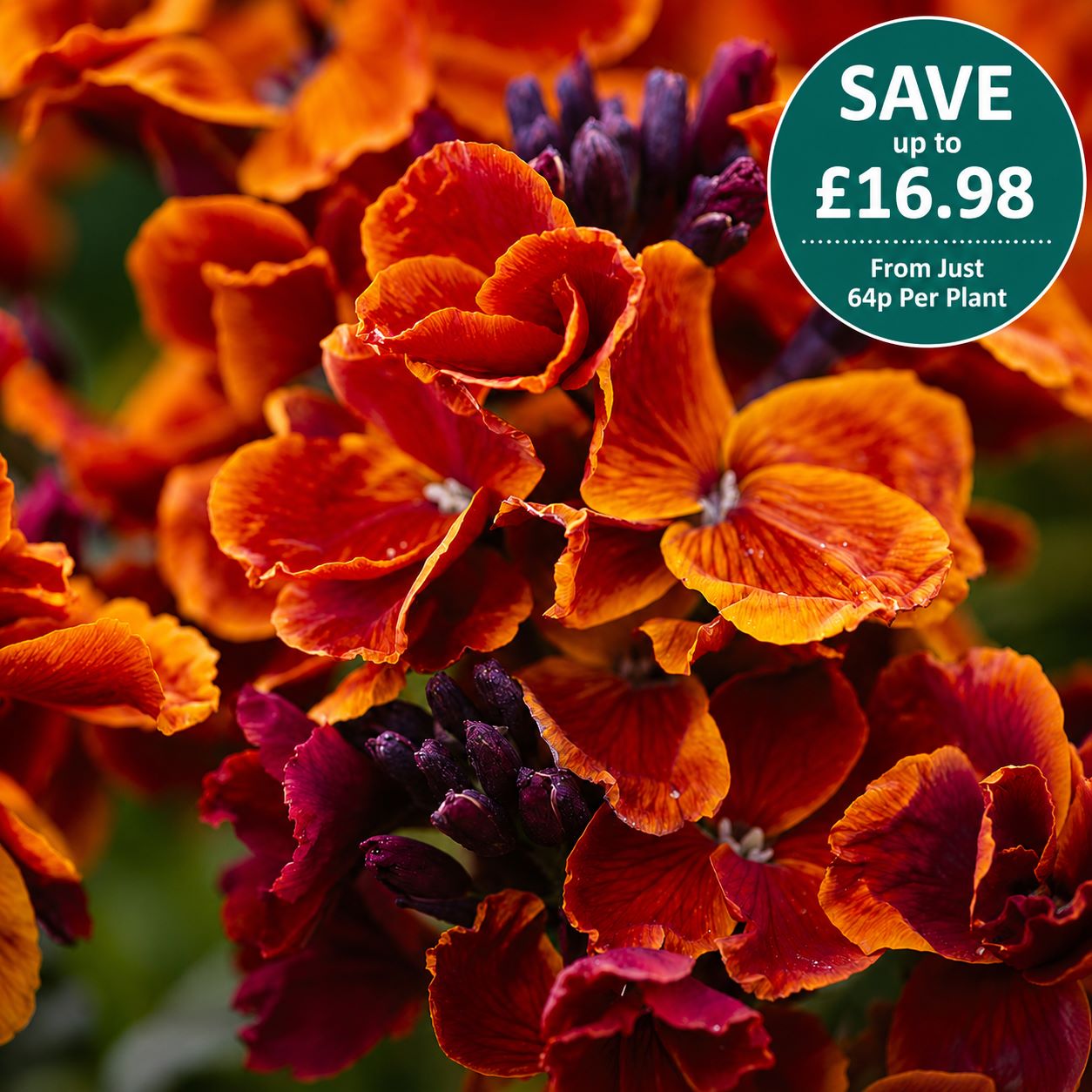 Wallflower Fire King Flower Plants