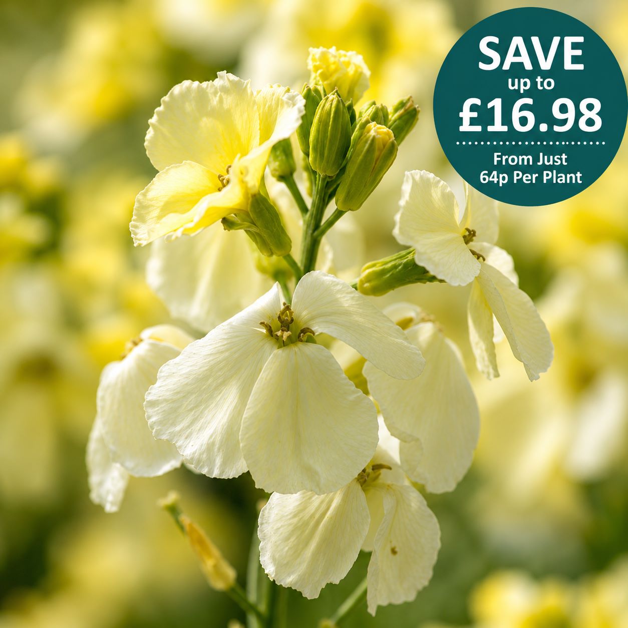 Wallflower Ivory White Flower Plants