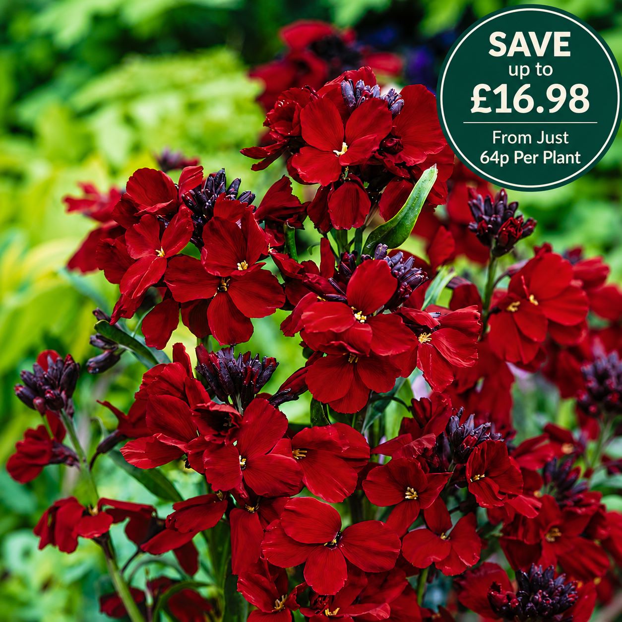 Wallflower Scarlet Emperor Flower Plants