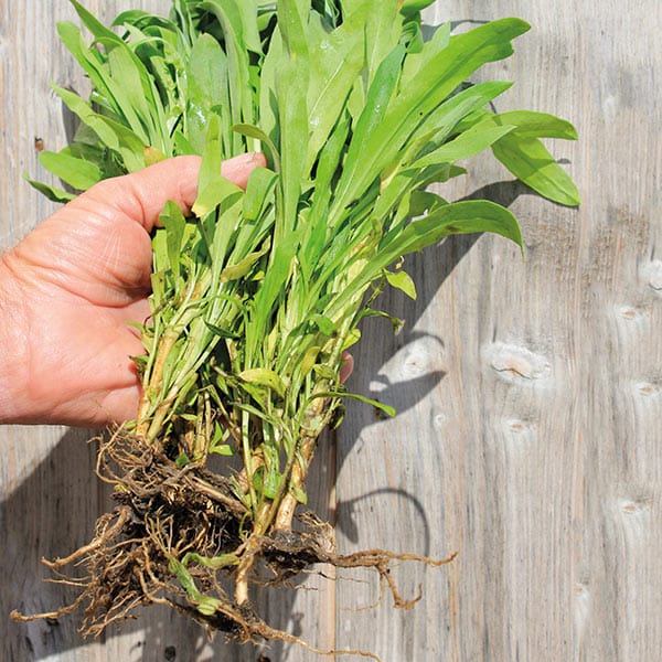 Wallflower Fire King Flower Plants