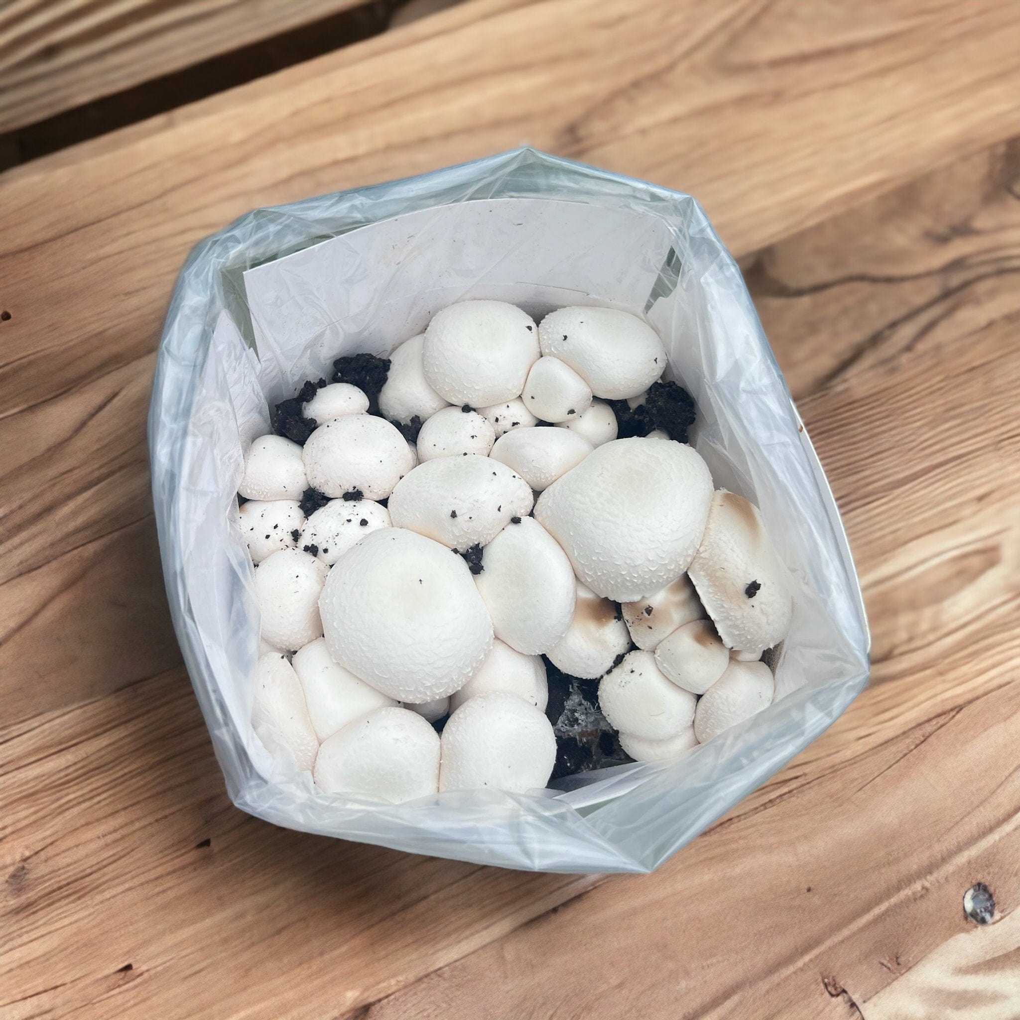 White Mushrooms Home Grow Kit