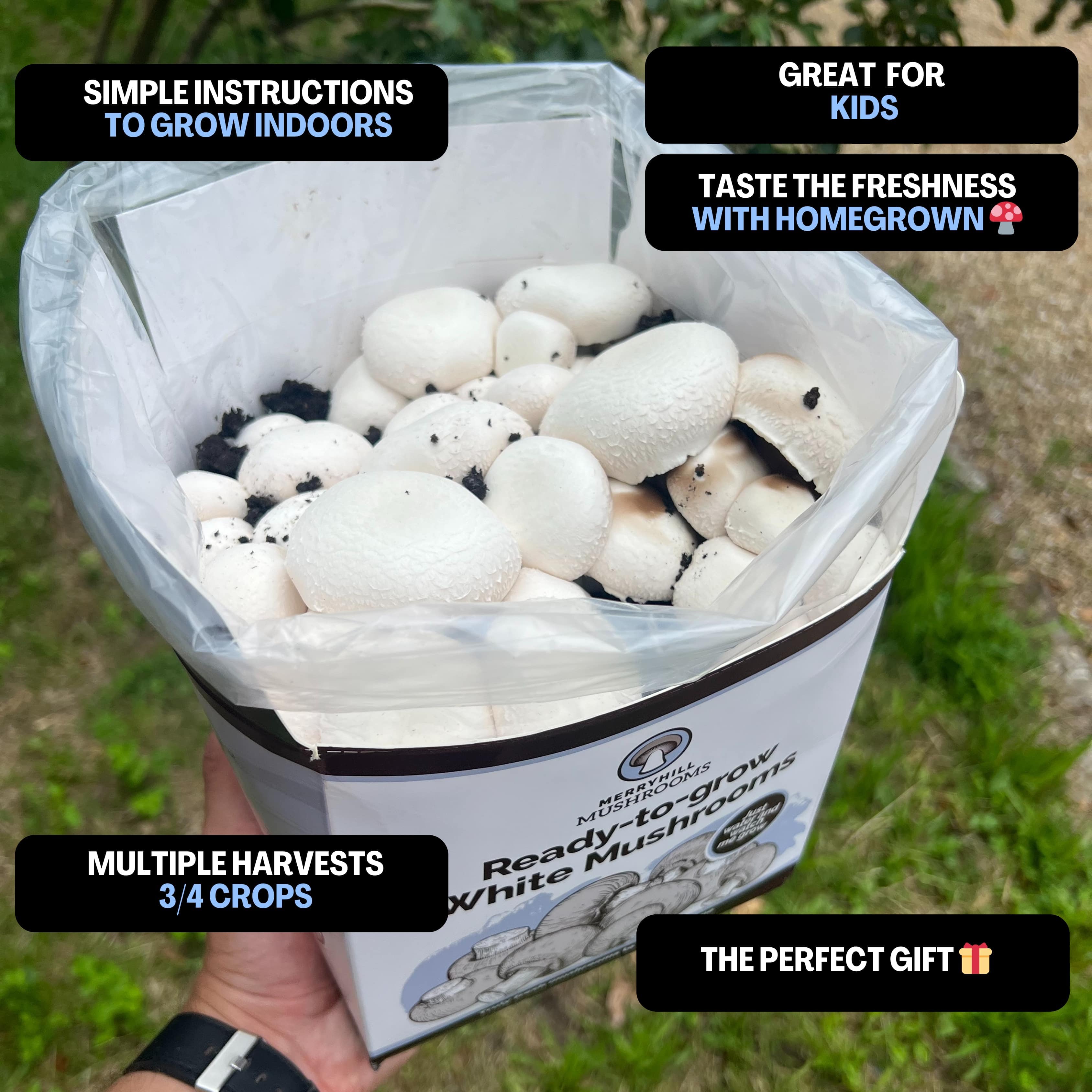 White Mushrooms Home Grow Kit