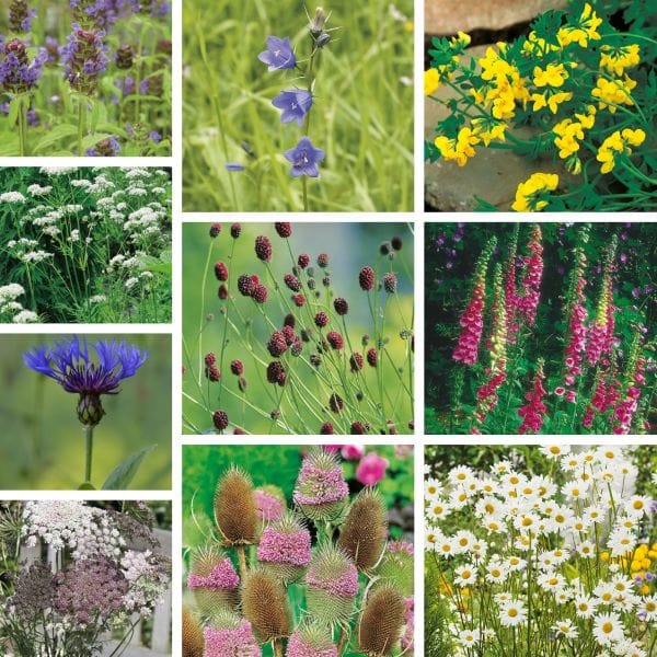 Collage of various wildflowers in different colors and stages of bloom.