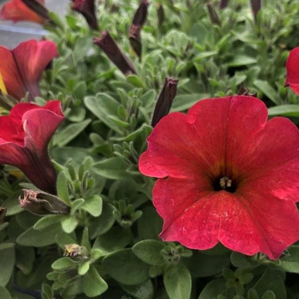 Petchoa Beautical Red Maple