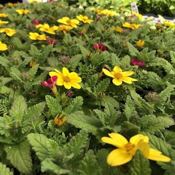 Trixi Crazy Cocktail Flower Plants