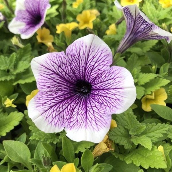 Trixi Twinkle Star Flower Plants