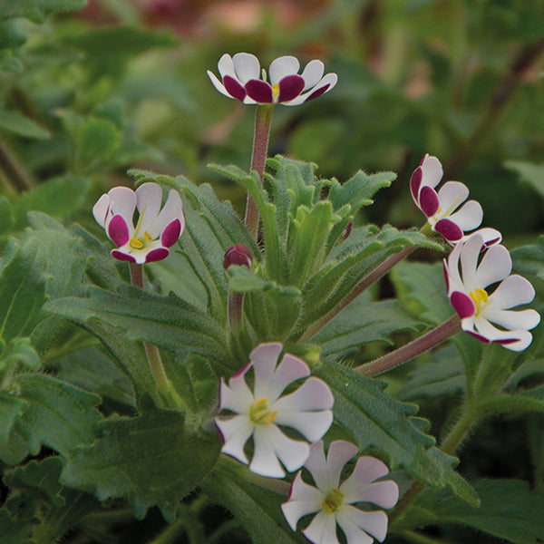 Zaluzianskya ovata Night Phlox Flower Plants