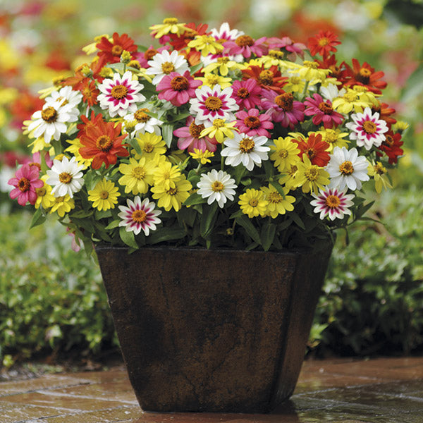 Zinnia Zahara Raspberry Lemonade Mixed F1 Plants