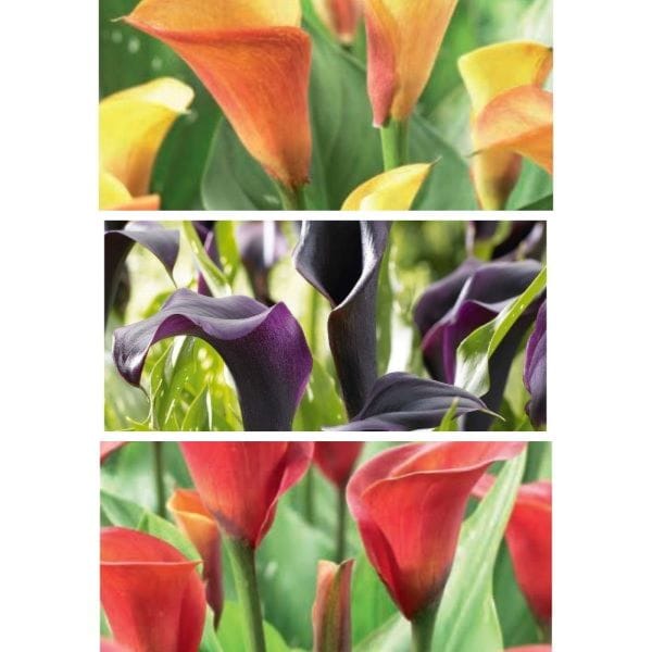 Three images of colourful calla lilies in red, yellow, and purple.