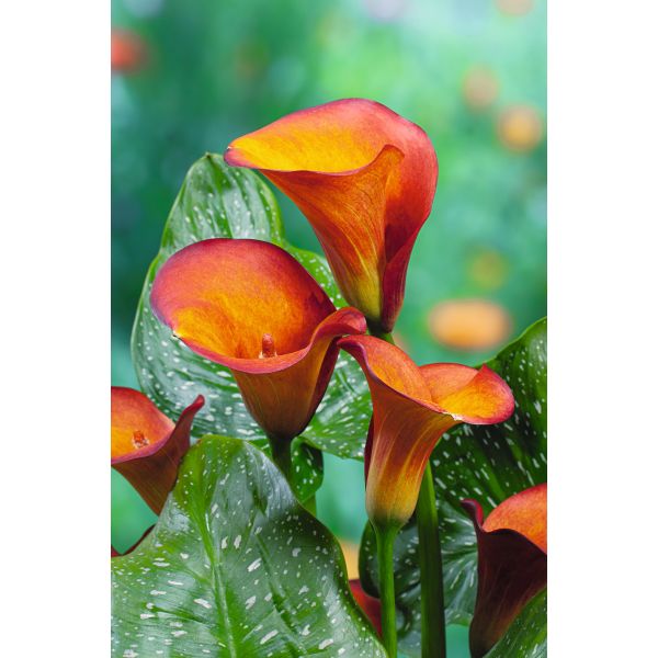 Zantedeschia Mango Flower Bulbs