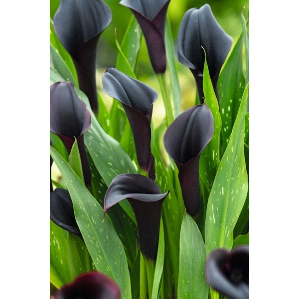 Black calla lilies with green leaves on a white background