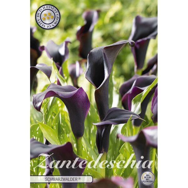Purple calla lilies with green leaves on a white background, featuring the brand 'Zantedeschia'.