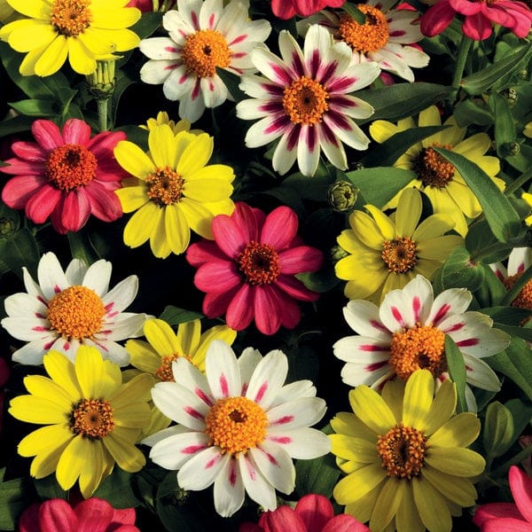 Zinnia Zahara Raspberry Lemonade Mixed F1 Plants