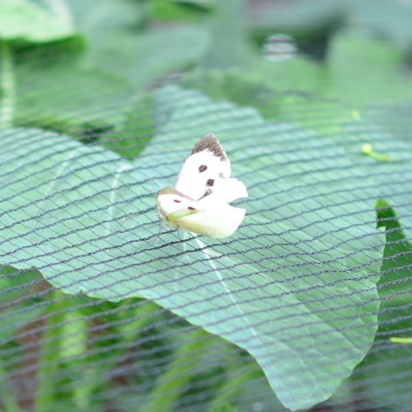 Butterfly Plant Protection Netting