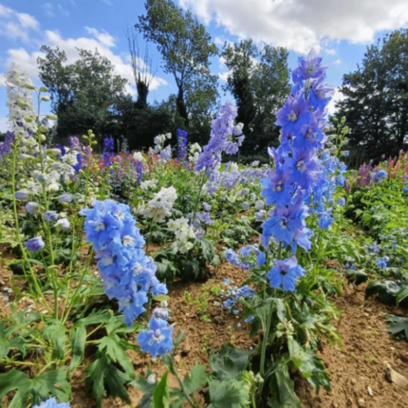blue flowers