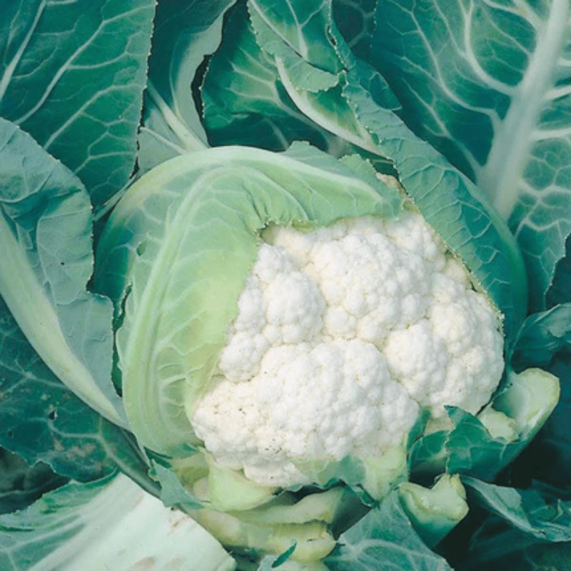 cauliflower