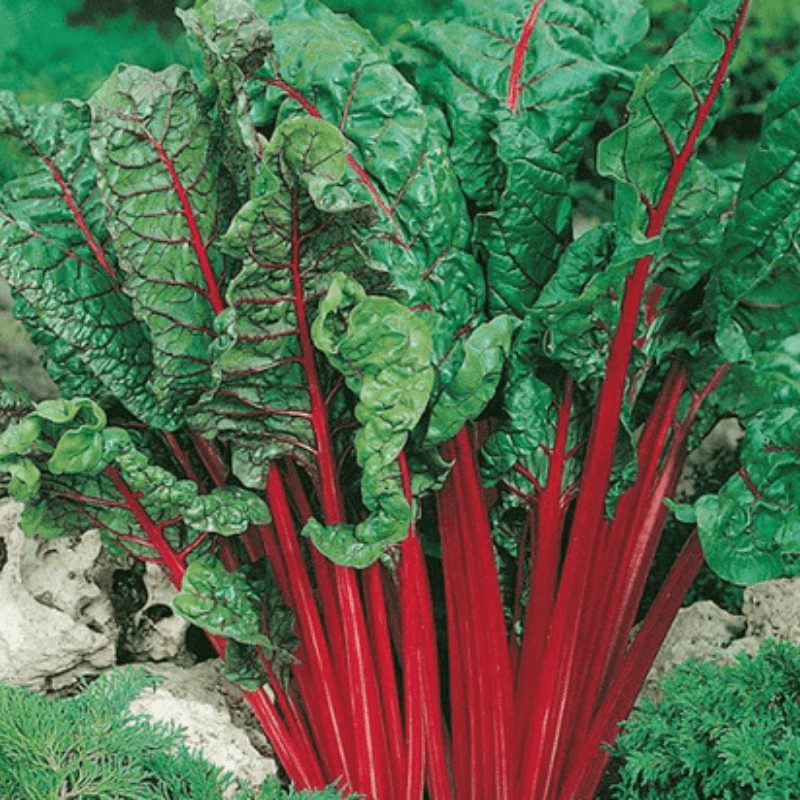 chard