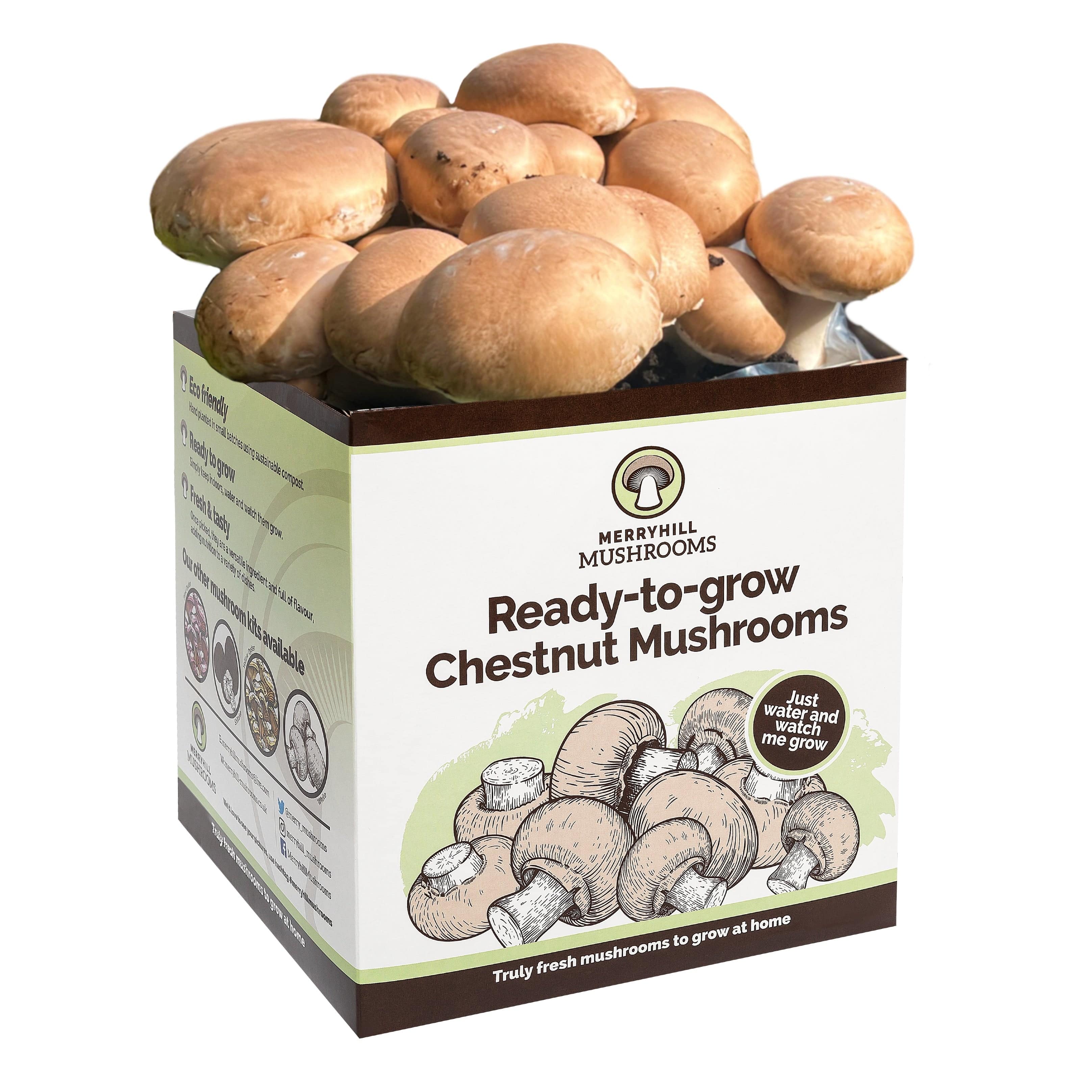 Chestnut Mushrooms Home Grow Kit
