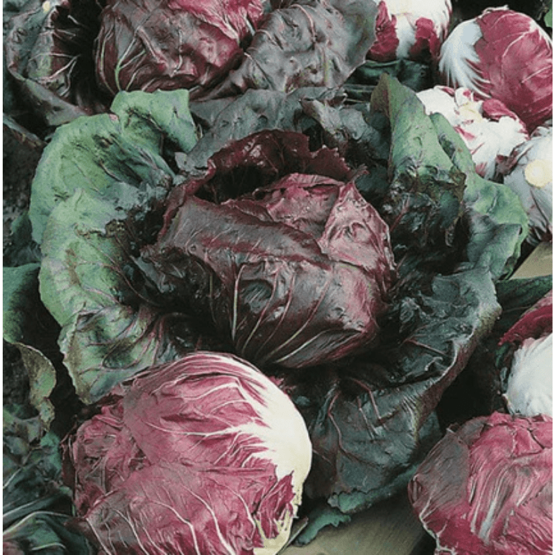 chicory