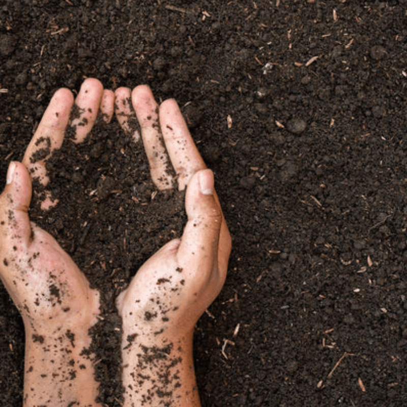 hands in compost