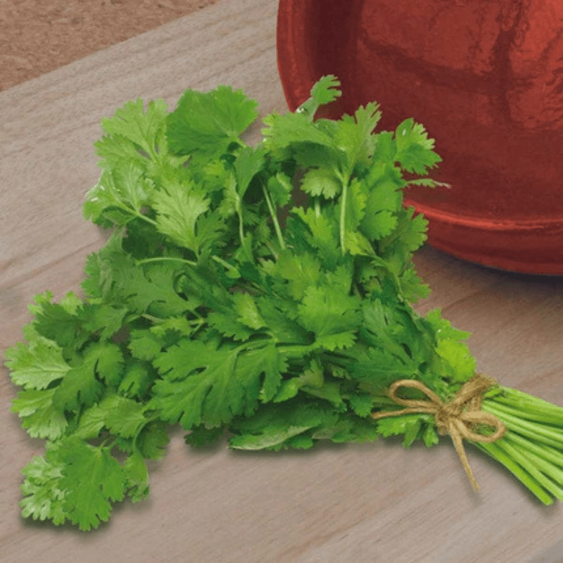 coriander