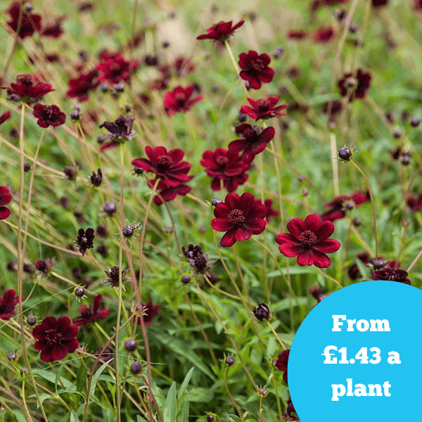 Cosmos Chocamocha Flower Plants