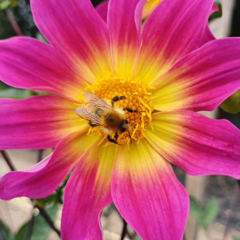 flower with bee