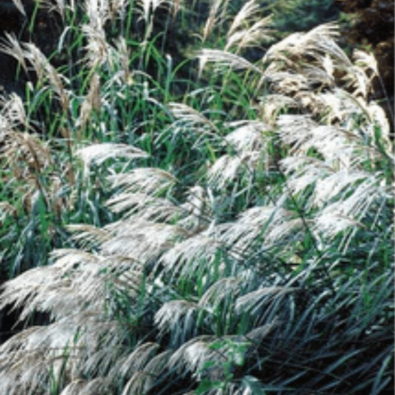 long grass