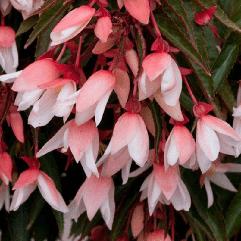 pink begonias