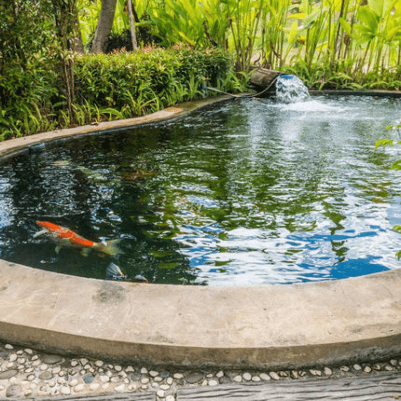 pond
