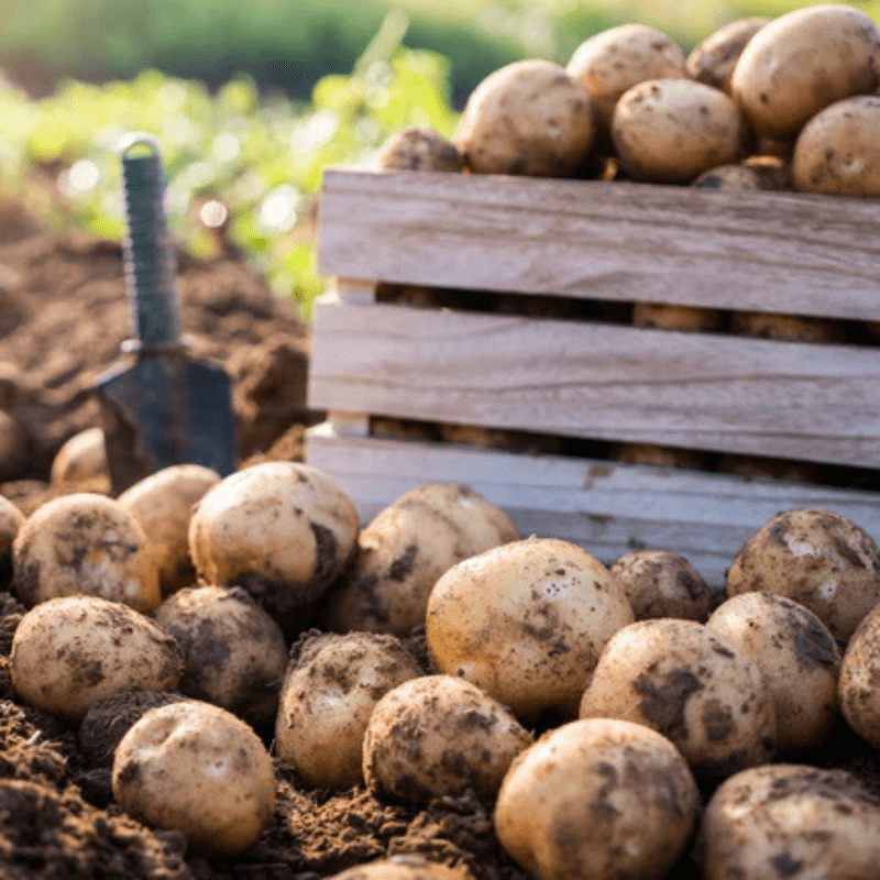 potatoes on the ground