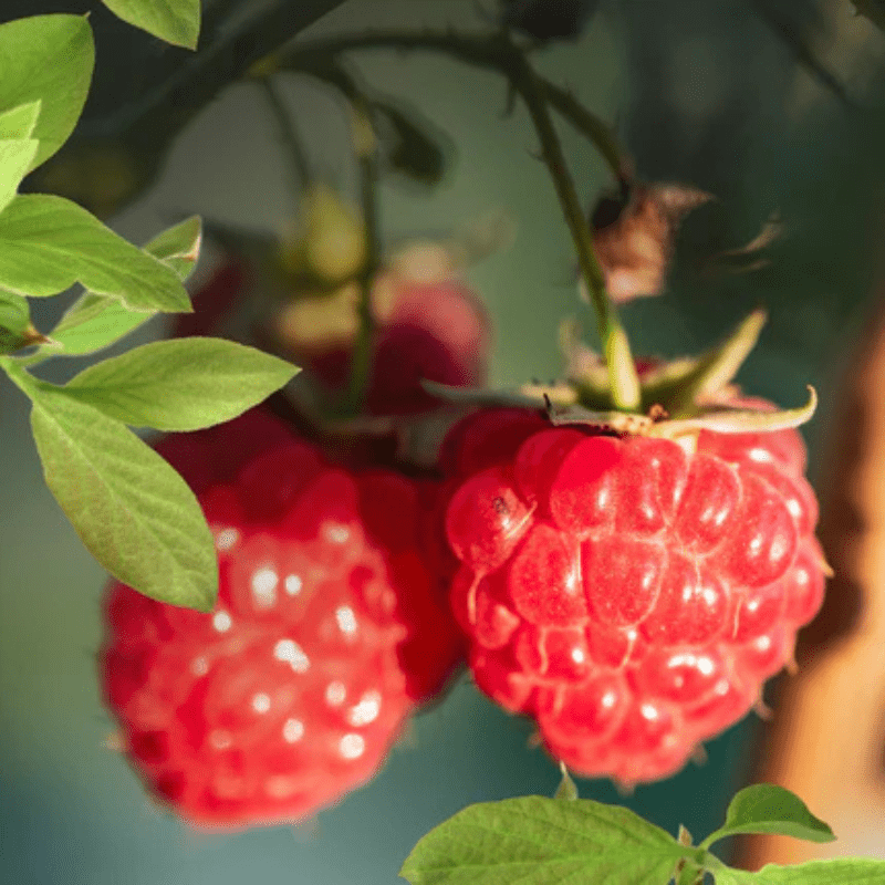 raspberries
