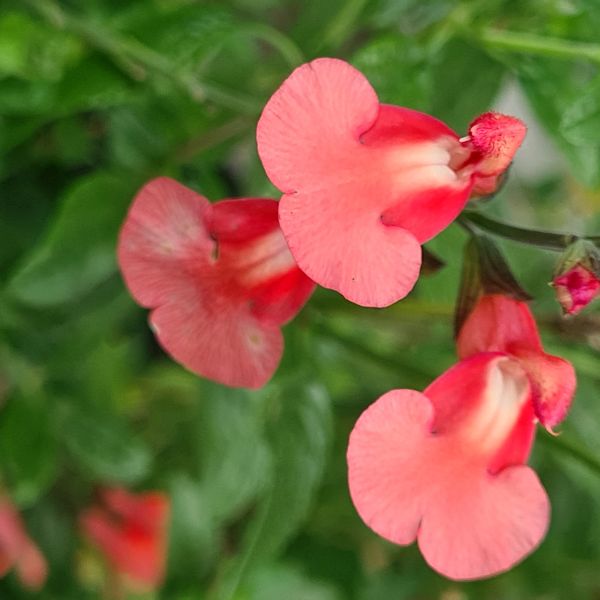 Close-up of pink flowers with green leaves in the background