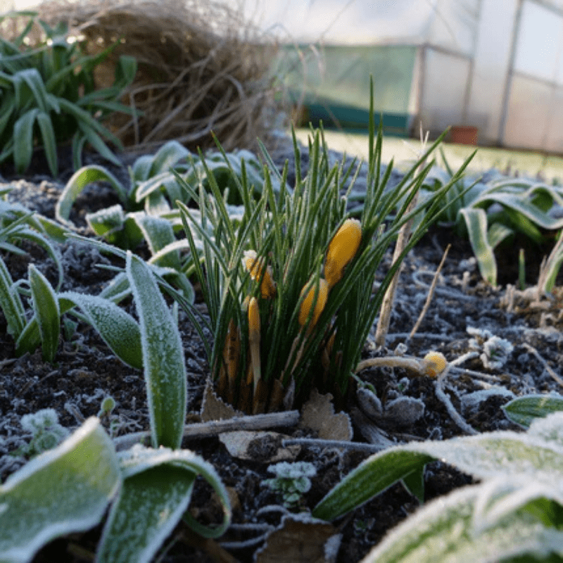 spring flowers