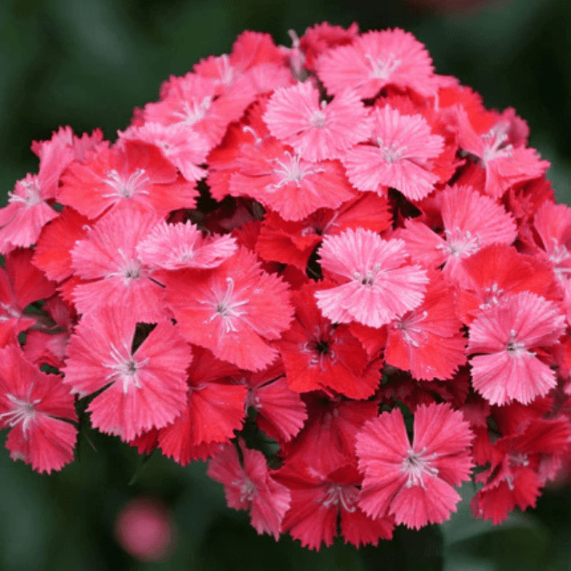 sweet william