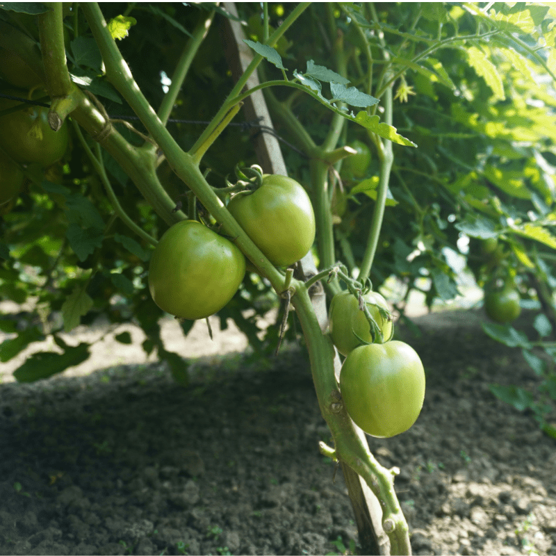 under ripe tomatoes