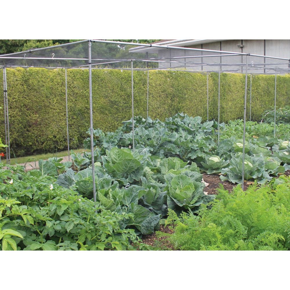 Vegetable garden with cabbages and other plants enclosed by a wire fence.