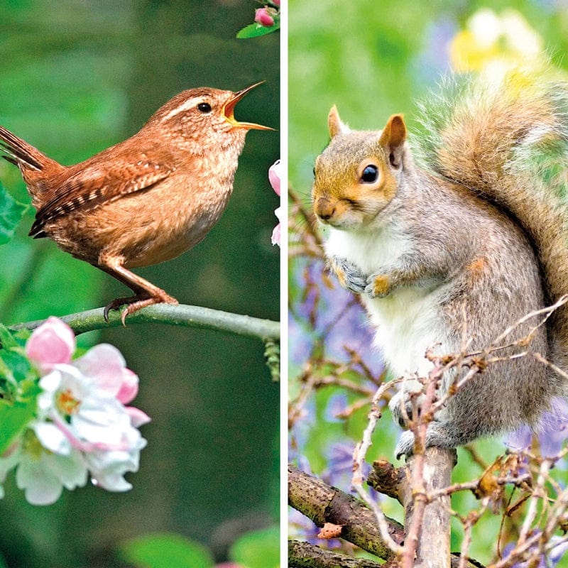 BBC Springwatch Greeting Cards