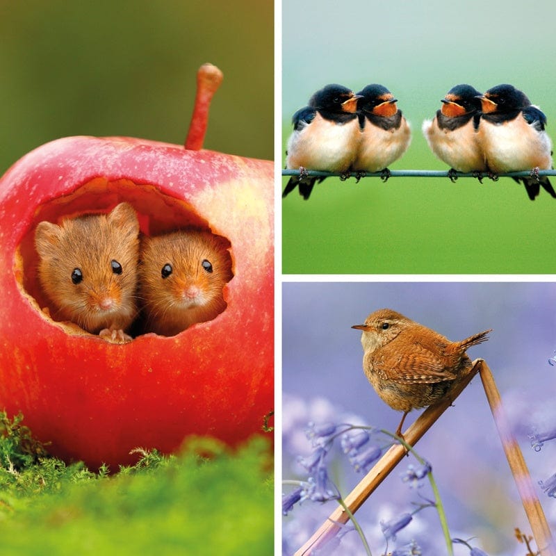 BBC Springwatch Greeting Cards