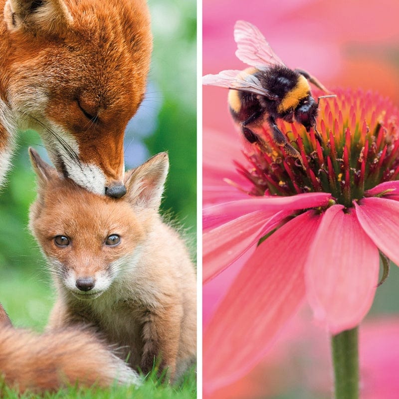 BBC Springwatch Greeting Cards