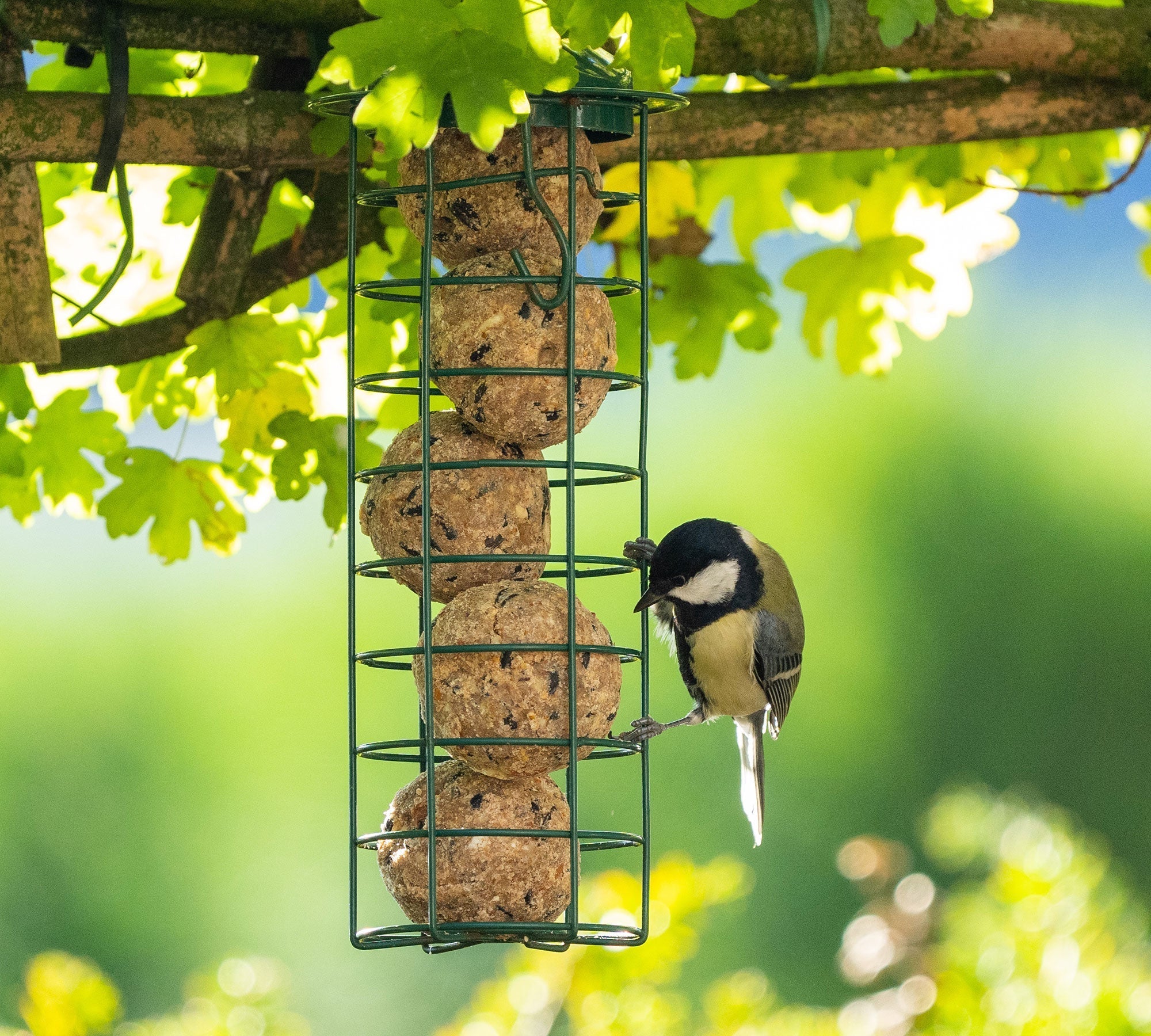 How to Safely Feed Birds in Your Garden