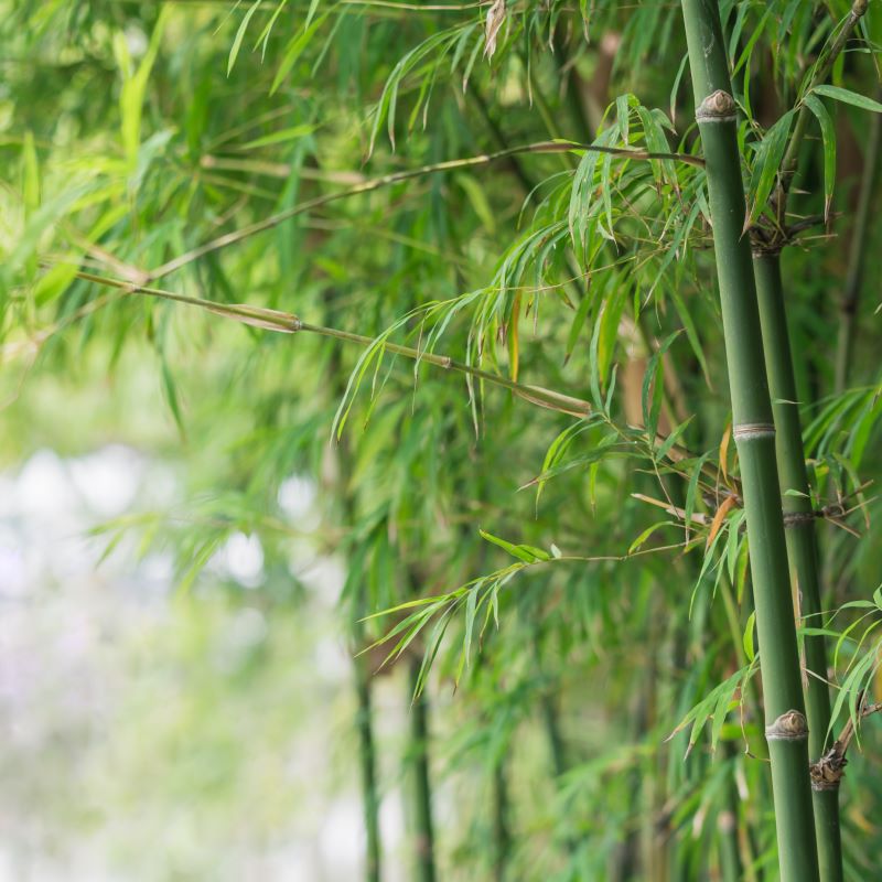 Tips for Growing Bamboo