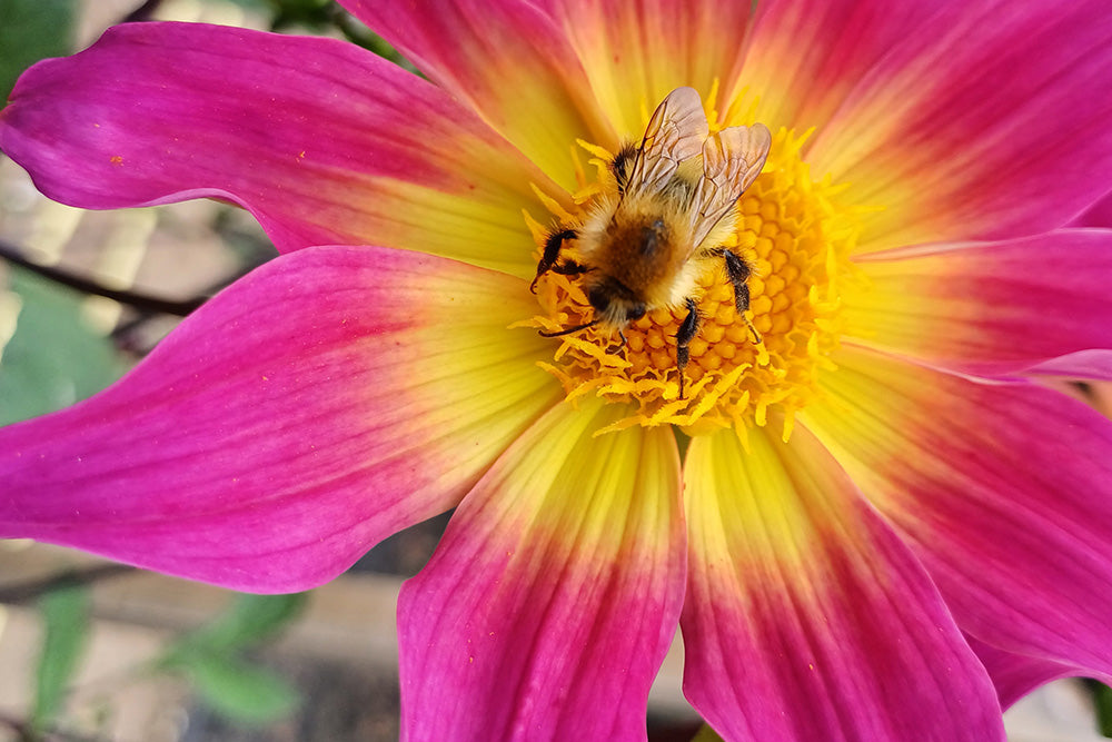 Best Annuals For Attracting Pollinators