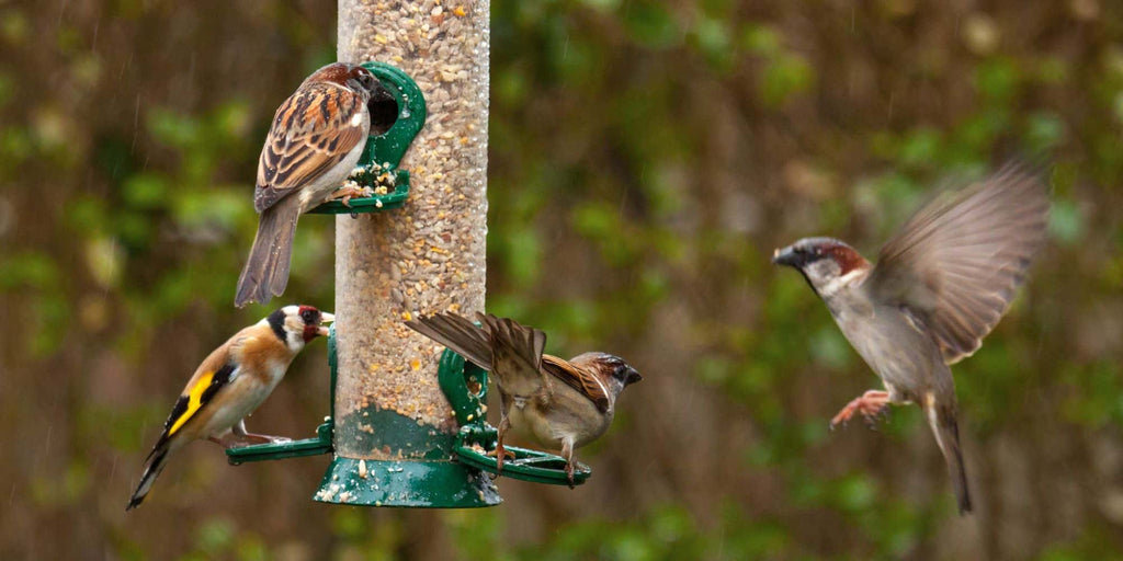 How to Attract Birds to Your Garden