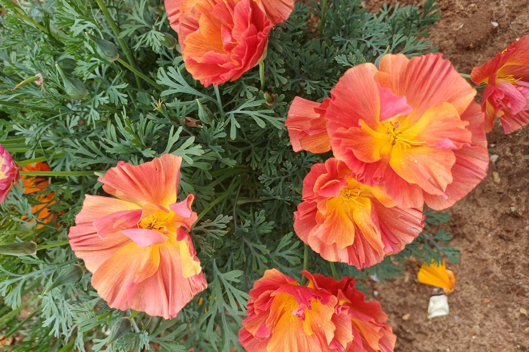 Top five annuals for autumn sowing: 3 Eschscholzia - Plant Talk With Graham Rice