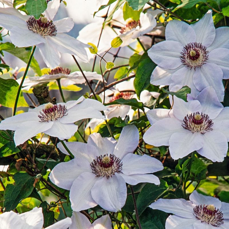 Clematis Miss Bateman from Mr Fothergill's