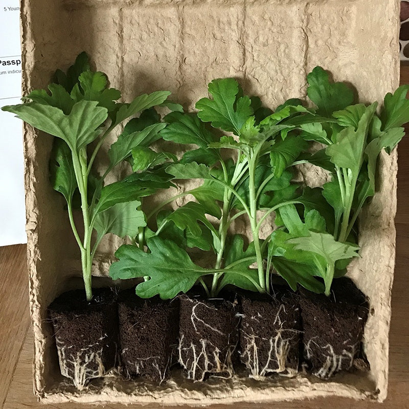 Planting Out Hardy Perennials in March