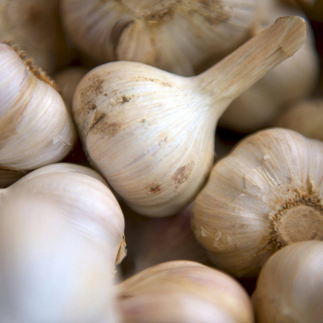 How to Grow Garlic